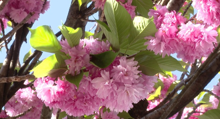 Ciliegi di Como, giallo sulle firme irregolari. Il comitato prende le distanze: “Noi danneggiati”