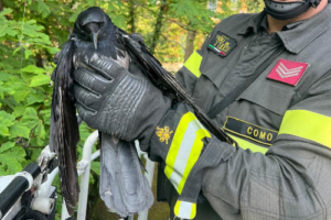 Cernobbio, vigili del fuoco in azione per salvare un corvo