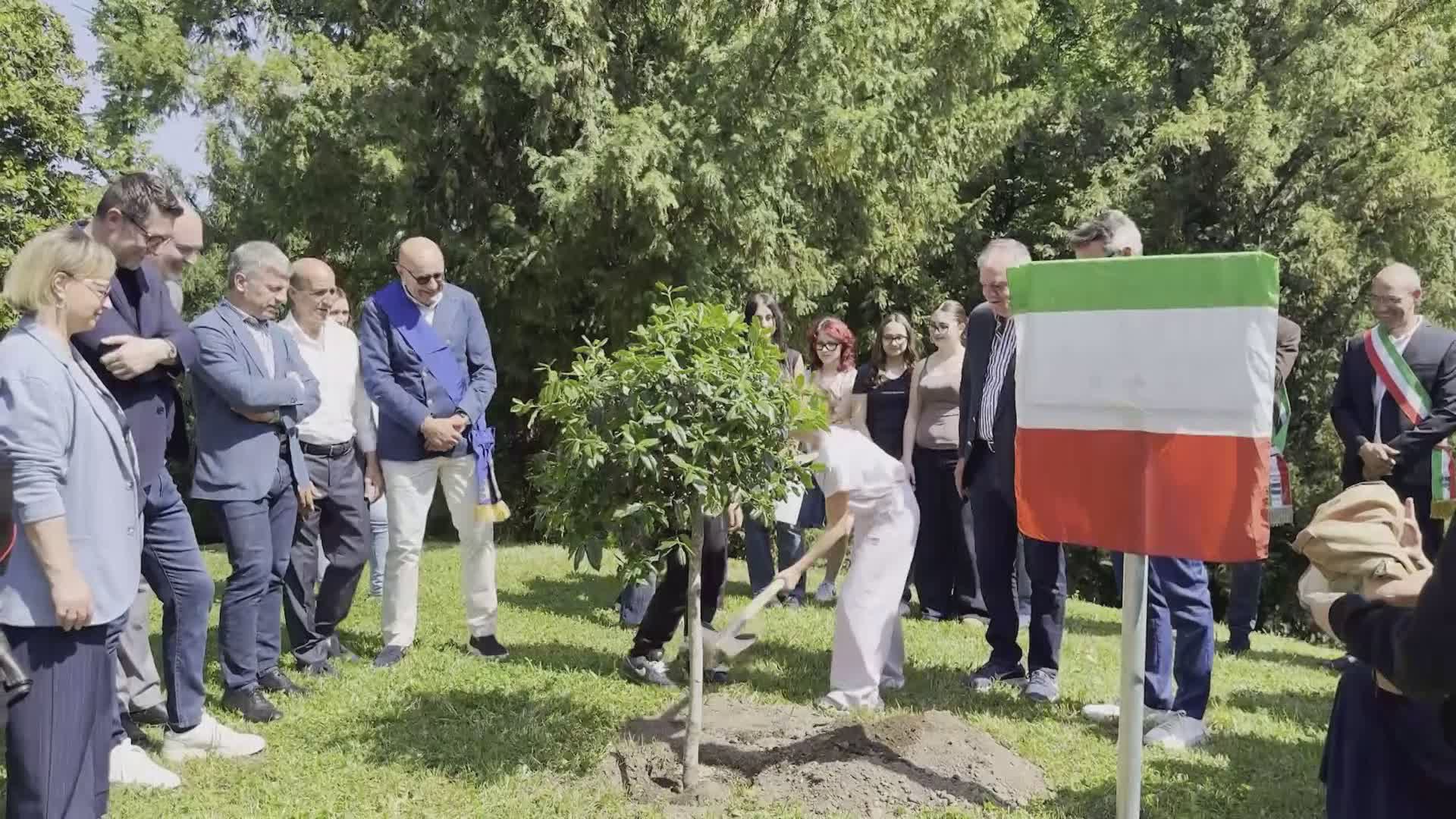Da Palermo a Cantù un albero per il futuro. Oggi la commemorazione della strage di Capaci