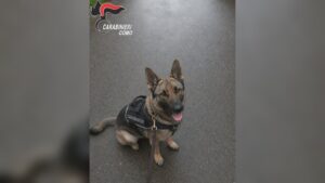I cani fiutano la droga nascosta in casa, 48enne arrestato dai carabinieri