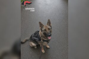 I cani fiutano la droga nascosta in casa, 48enne arrestato dai carabinieri