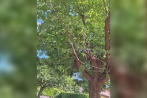 Takahashia Japonica, le segnalazioni da Cantù. Il Comune: “Situazione monitorata con l’agronomo”