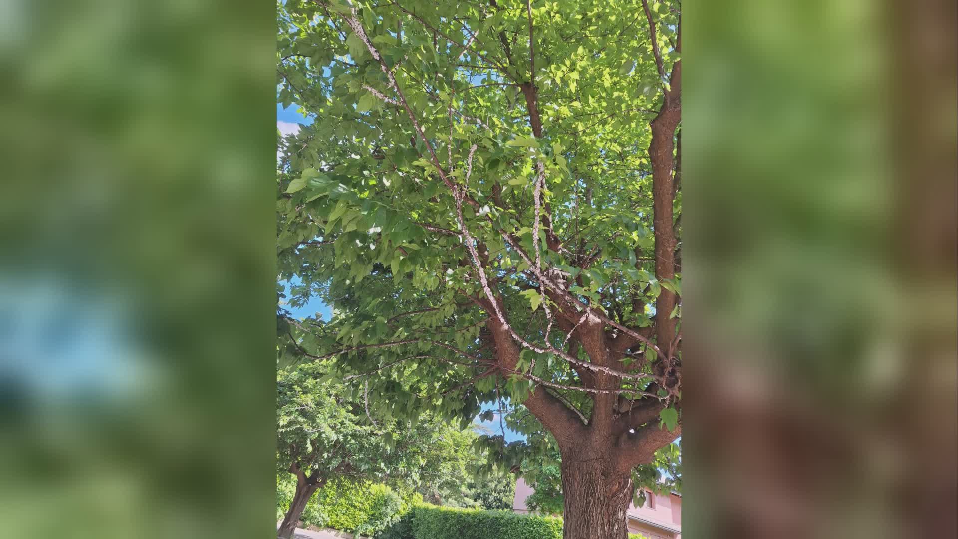 Takahashia Japonica, le segnalazioni da Cantù. Il Comune: “Situazione monitorata con l’agronomo”