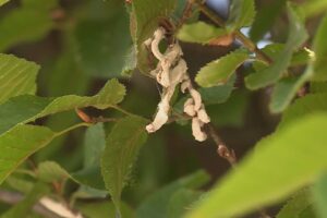 Takahashia japonica, le segnalazioni da Cantù. Il Comune: “Situazione monitorata con l’agronomo”