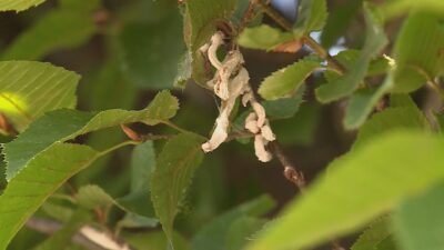 Takahashia japonica, le segnalazioni da Cantù. Il Comune: “Situazione monitorata con l’agronomo”
