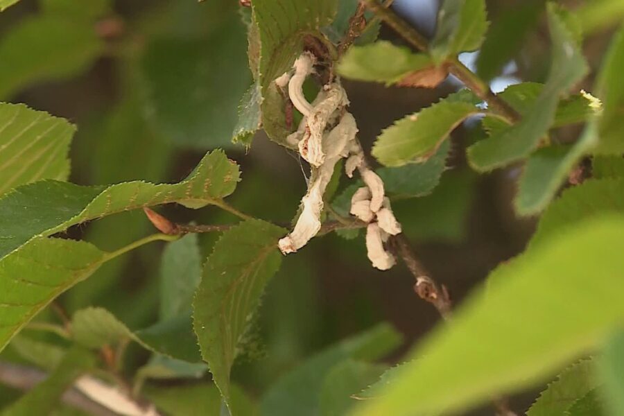Takahashia japonica, le segnalazioni da Cantù. Il Comune: “Situazione monitorata con l’agronomo”