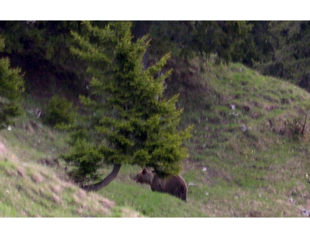 20 anni fa la triste fine dell’orso Bruno, il dibattito resta aperto