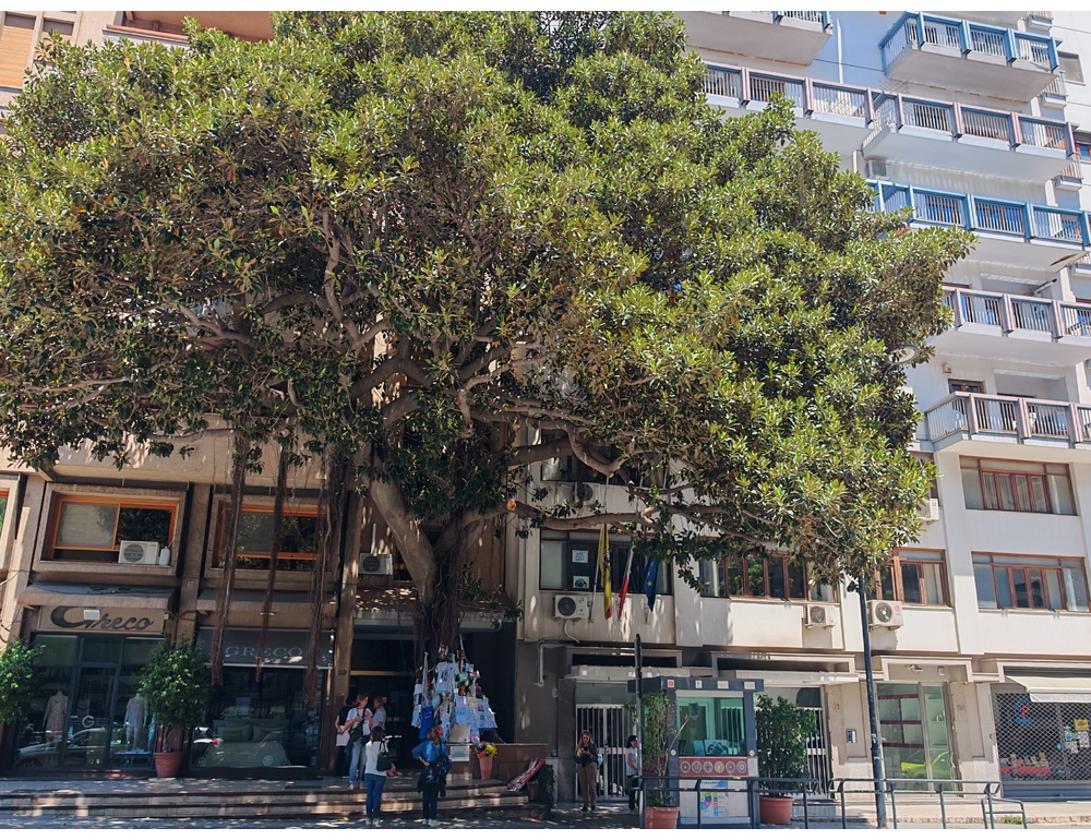 Albero Falcone a Palermo si riveste di messaggi e disegni