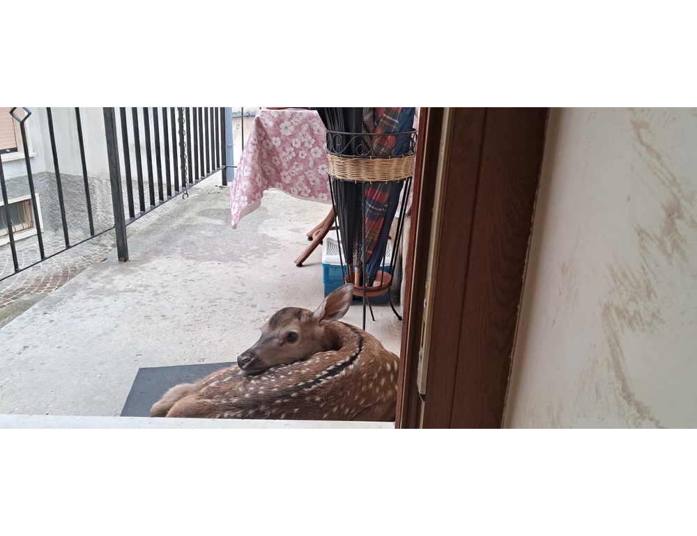 Cerbiatto si ripara dalla pioggia sullo zerbino di una casa, video virale
