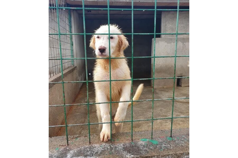 In Italia si stimano oltre 700.000 cani vaganti e 70.000-85.000 abbandoni l'anno