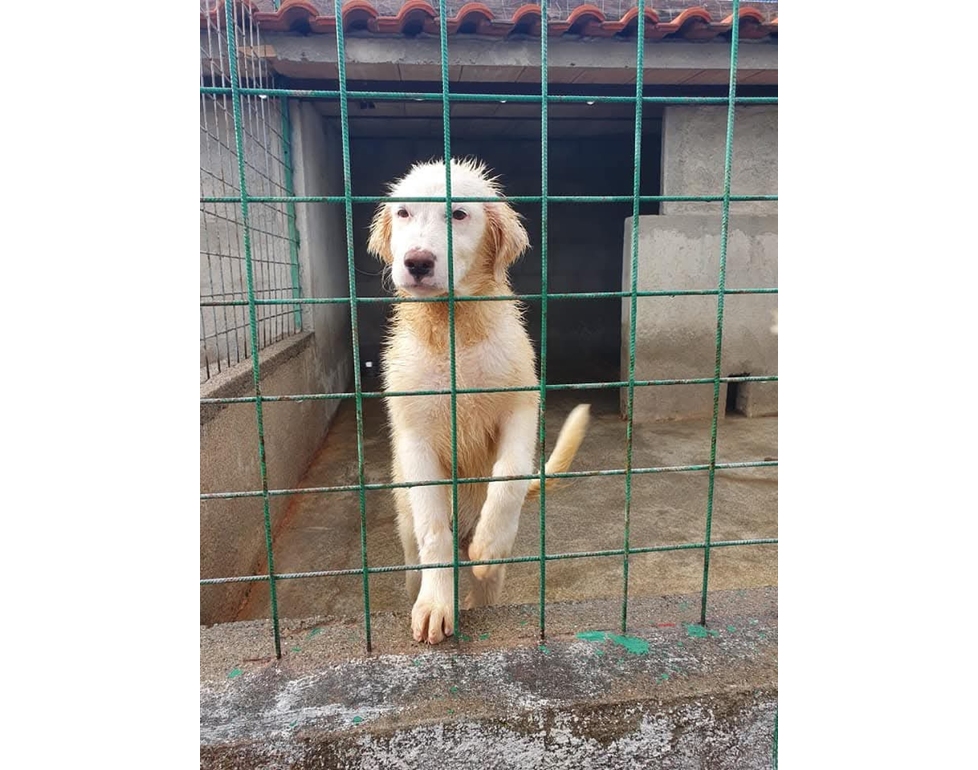 Da Leal proposta di legge contro il randagismo, basta strage di animali