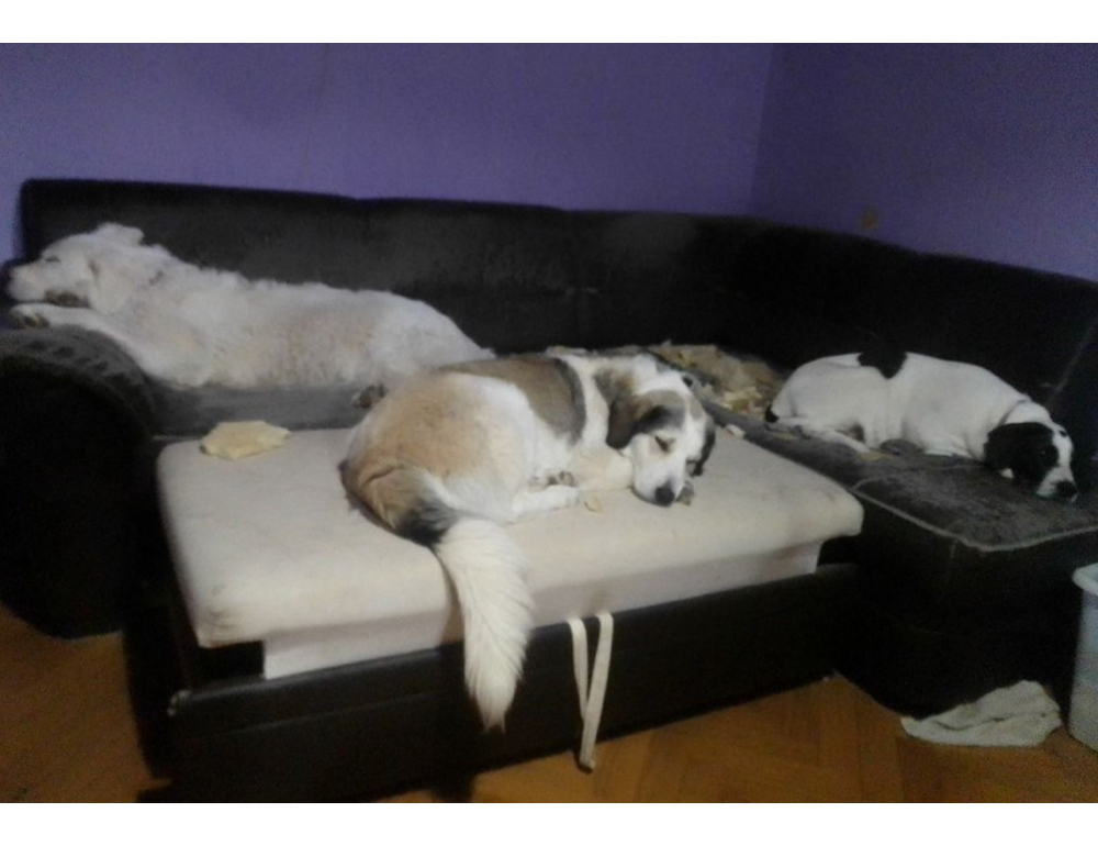 Diffuse in serata le foto dei cani di donna e figli scomparsi