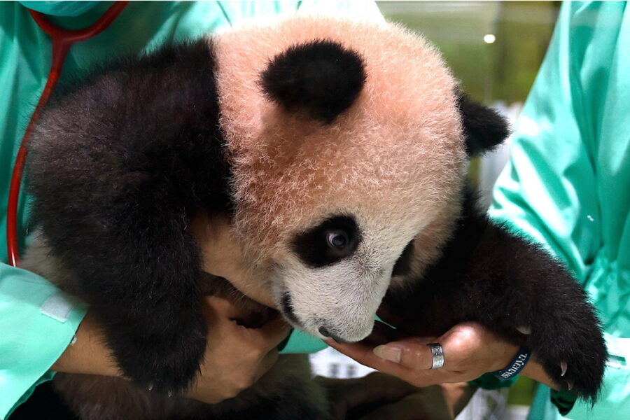 Rio pesa attualmente oltre 11 kg. I suoi genitori in prestito dalla Cina al Paese