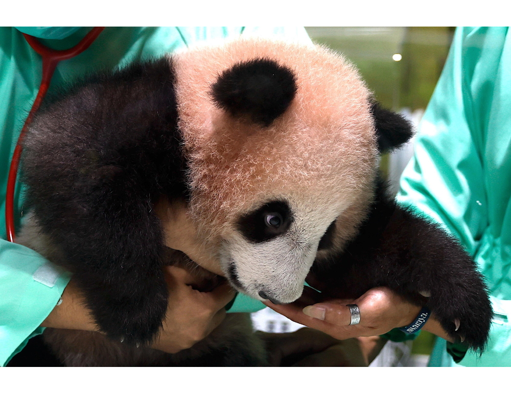 Il primo panda gigante in Indonesia pronto a incantare il pubblico