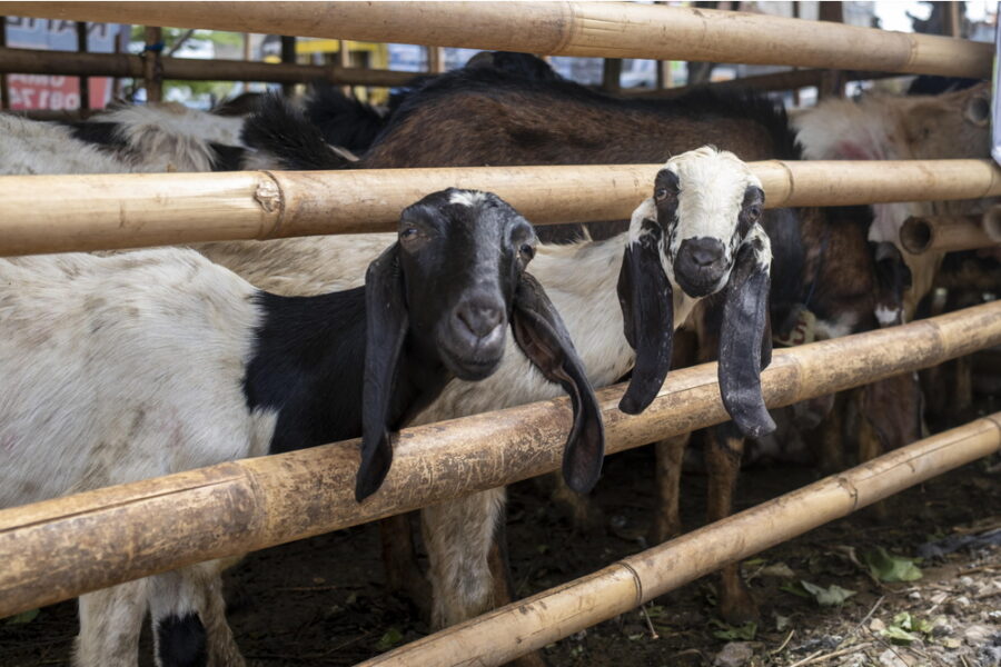 'E' iniziata ieri festa halal. Migliaia di animali saranno sgozzati da coscienti'