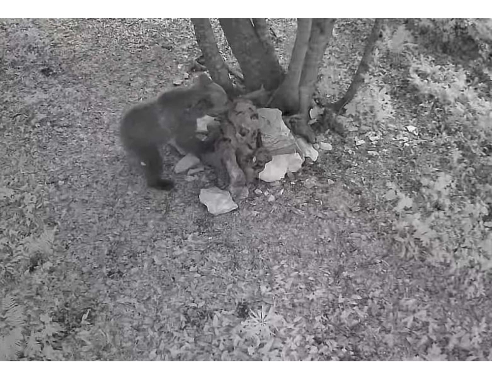 L’orso sull’Altopiano di Asiago è un maschio di due anni