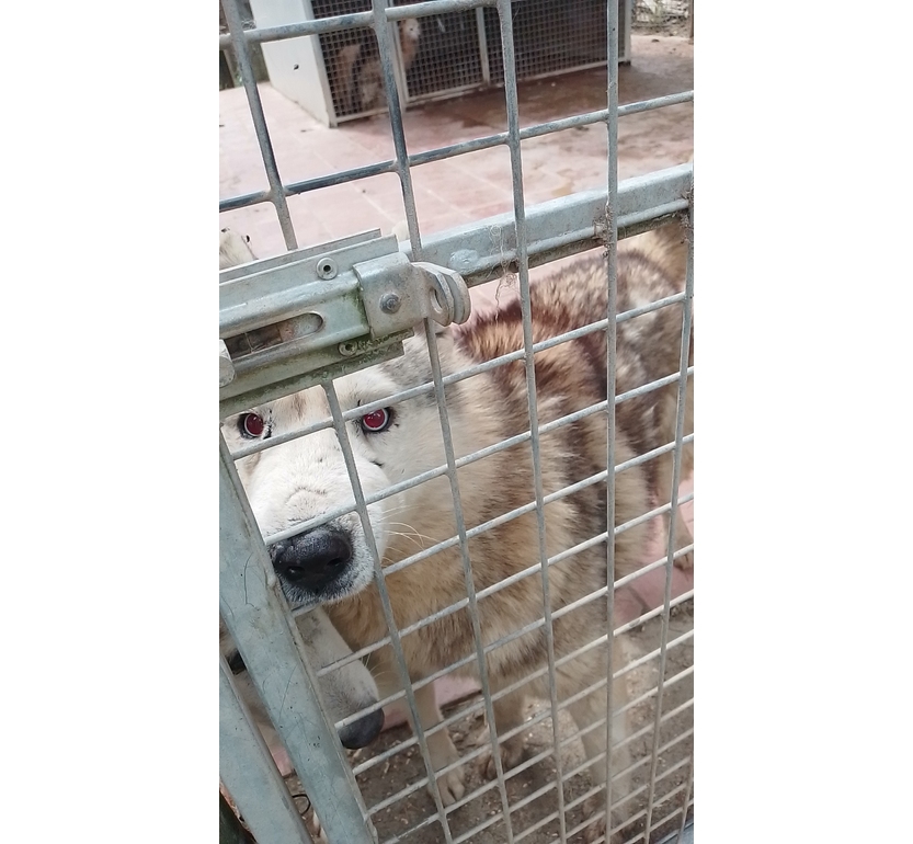 Maxi sequestro di oltre 200 husky dall’allevamento di Ponzano Romano