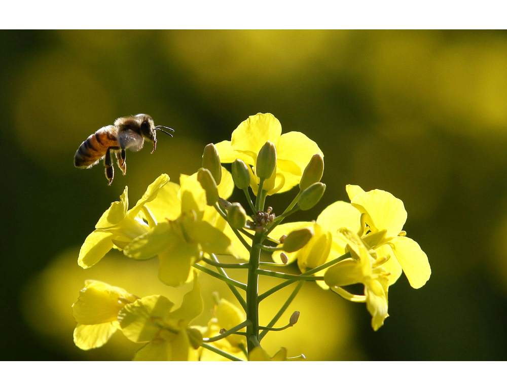 Nasce il decalogo piemontese per proteggere gli insetti impollinatori