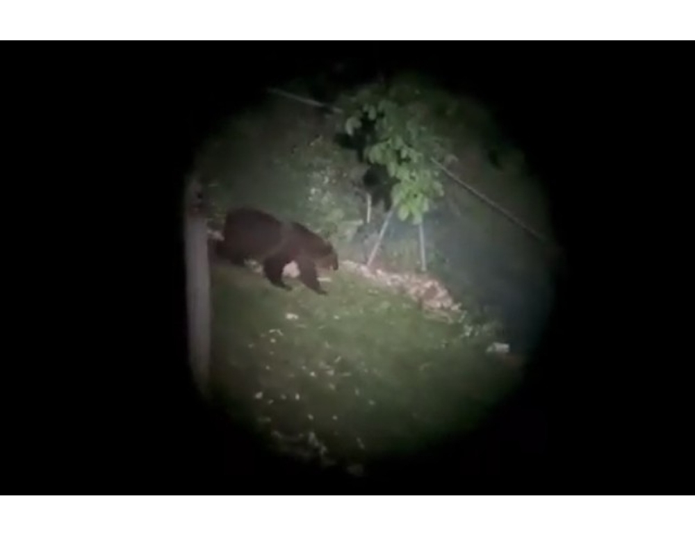 Nuovo avvistamento di un orso in Veneto, sull’Altopiano di Asiago