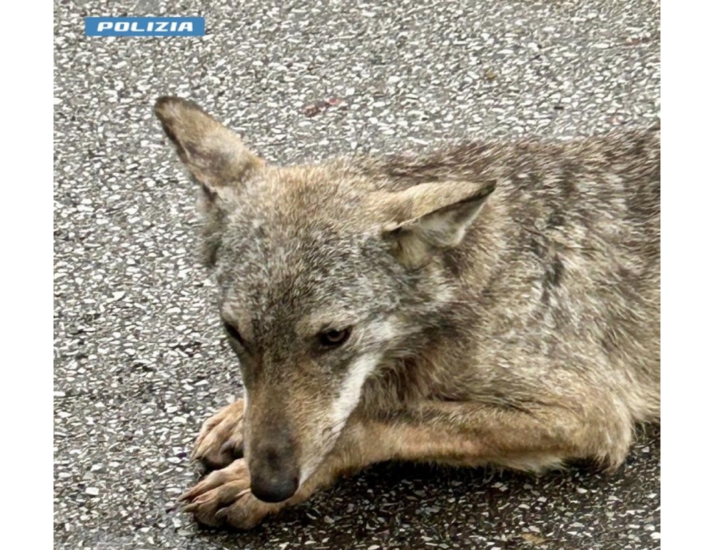 Poliziotto salva un cucciolo di lupo nel Pistoiese