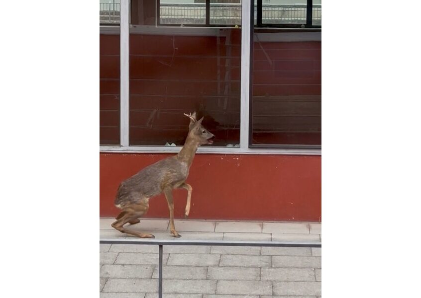 Il giovane animale è sceso dai pendii del Guncina durante la ricreazione