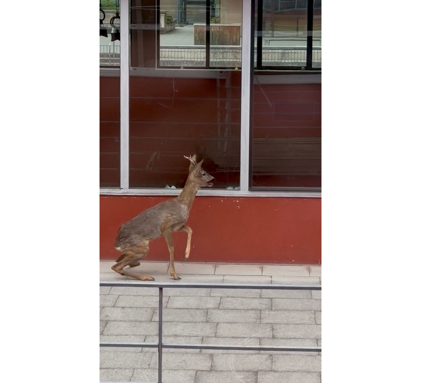 Un giovane capriolo fa visita a una scuola a Bolzano