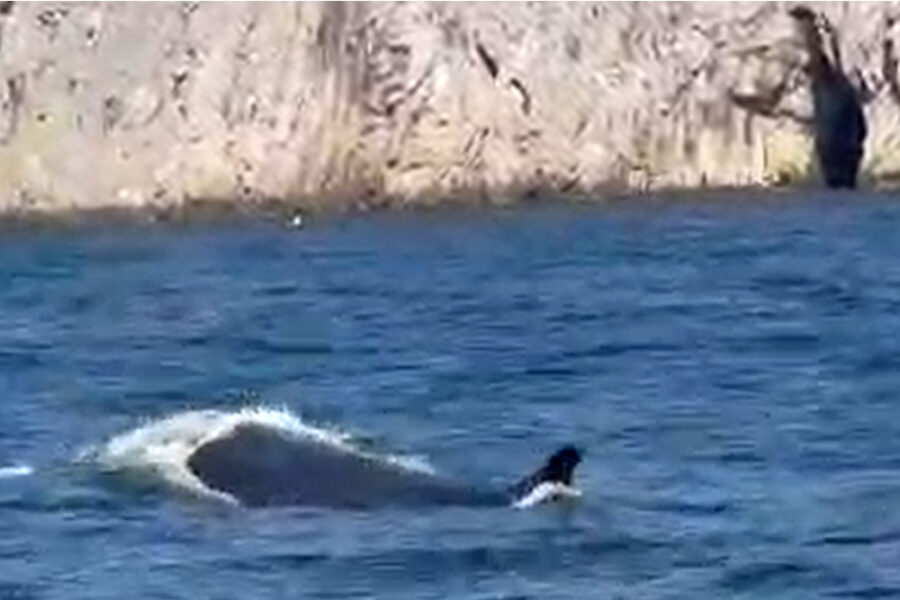 L'avvistamento immortalato in un video del Diving Barracuda