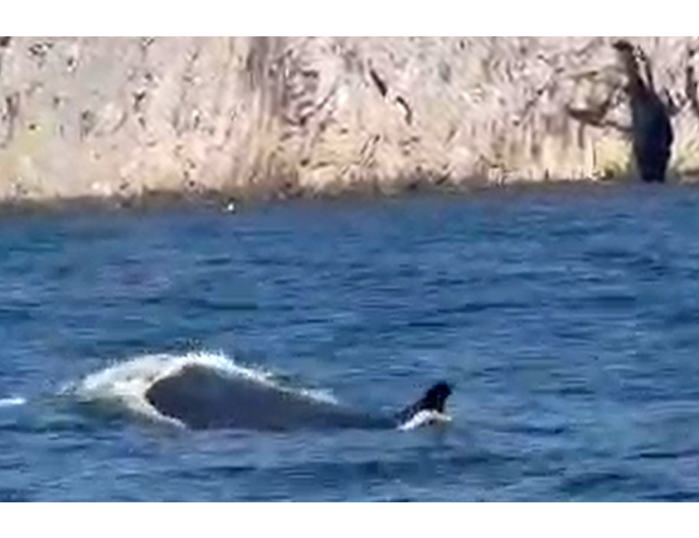 Una balenottera porta l’estate a Capri