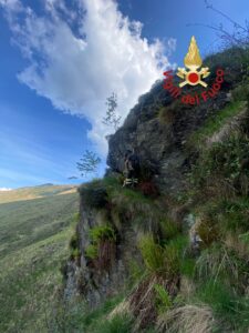 Garzeno, capre predate dai lupi. Una precipita in un dirupo e viene salvata dai vigili del fuoco
