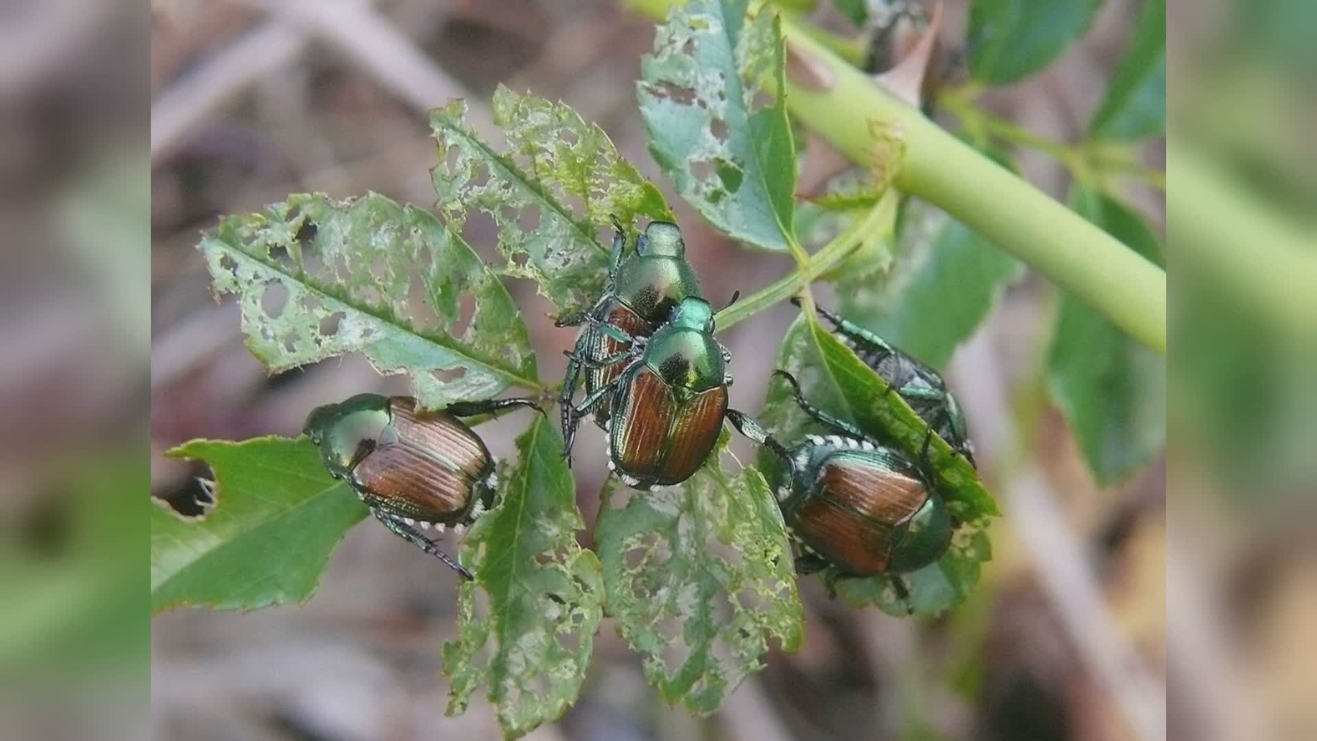 Popillia Japonica sul verde a Como, Patelli (AVS): “Intervenga l’amministrazione”