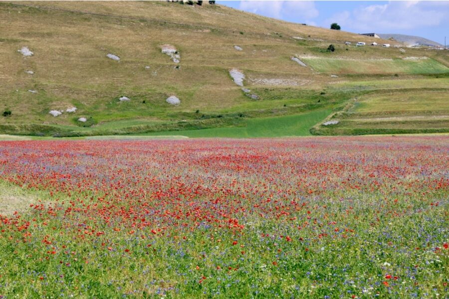 'E' l'anno più siccitoso che io ricordi' dice l'assessore e agricoltore Gianni Coccia
