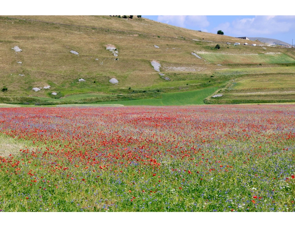 >ANSA-BOX/ A Castelluccio di Norcia il caldo spegne la fioritura