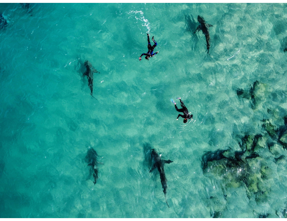 Australia, droni per avvistare squali presso spiagge Sydney