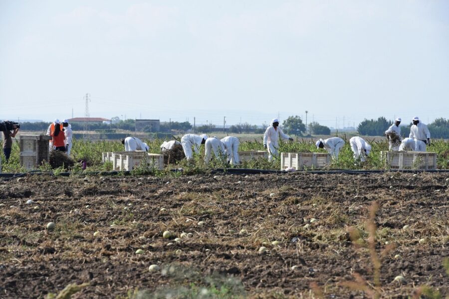 ANSABracciante-muore-nei-campi-del-Mantovano-ipotesi-malore-per-il-caldo