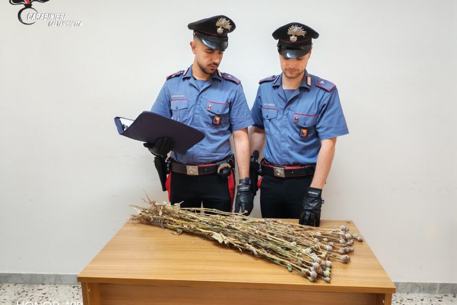 Sequestrate 720 piante in avanzato stato di maturazione