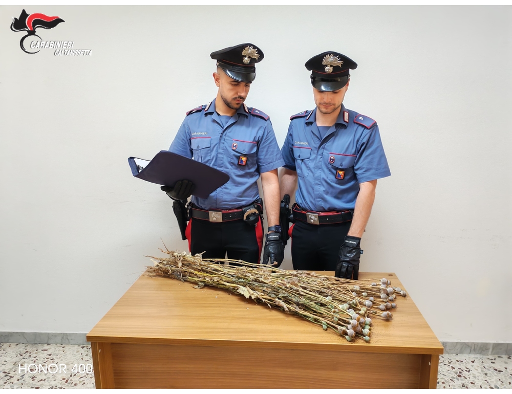 Coltivazione di papavero da oppio in zona interdetta della frana di Niscemi