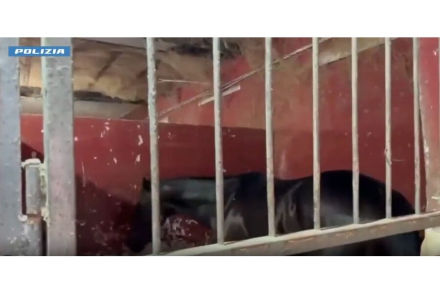 Blitz 'Zoccolo duro' contro maltrattamenti animali e corse clandestine