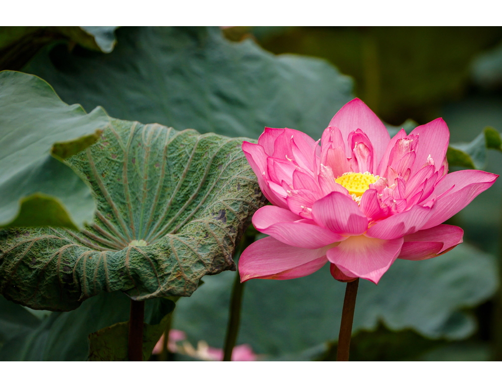 In Vietnam la fioritura del loto, fiore custode di un’identità millenaria