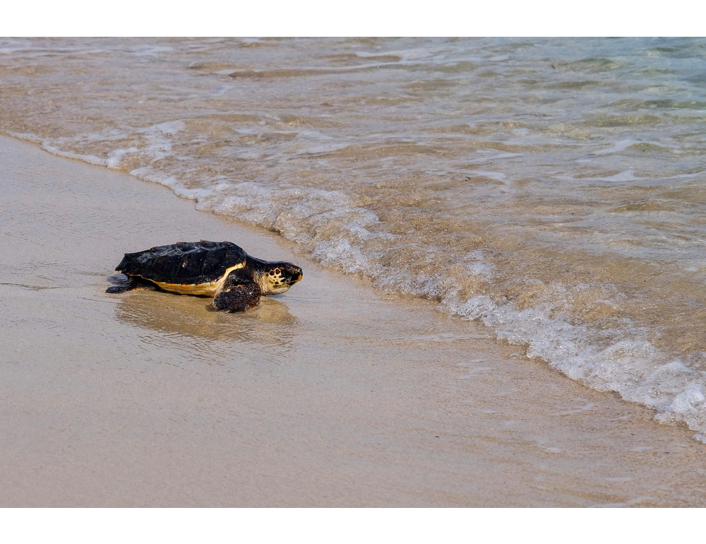 Italian Turtle Day, otto tartarughe marine già tornate in libertà