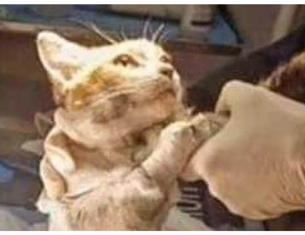 L’atroce morte di gatto Leone, Aidaa assume criminologo per scovare torturatore