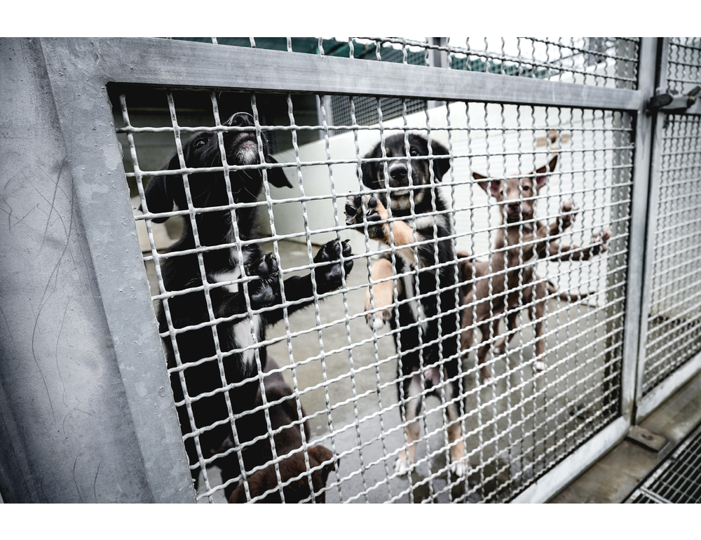 Leal denuncia per i cani morti al World Dog Show