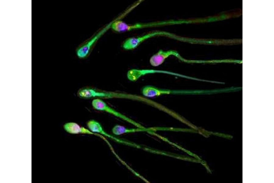 Per riparare gli errori all'origine di malattie