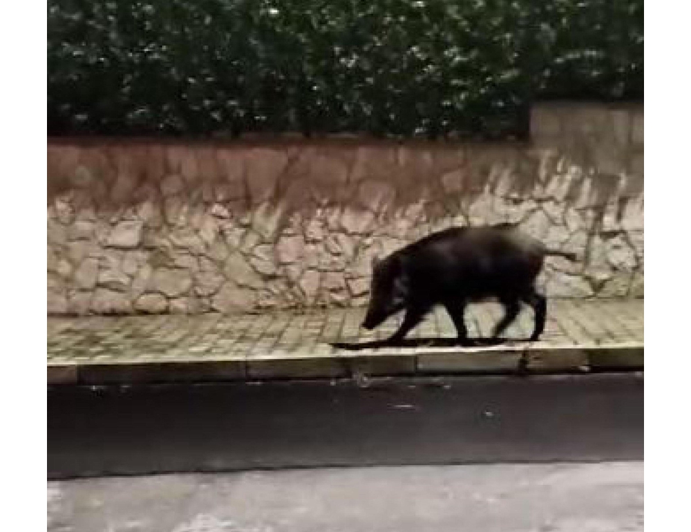 Peste suina africana, primo caso in provincia di Cuneo