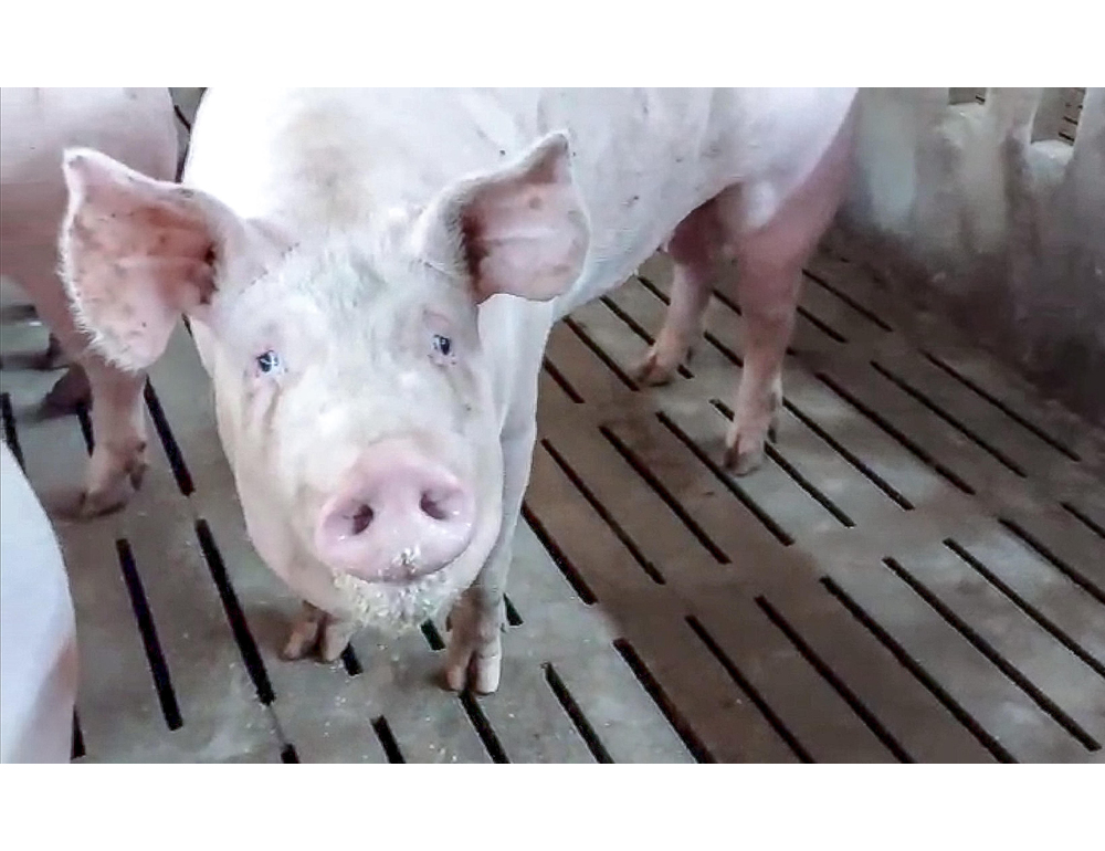 Peste suina, trovato primo caso in Toscana su animale domestico