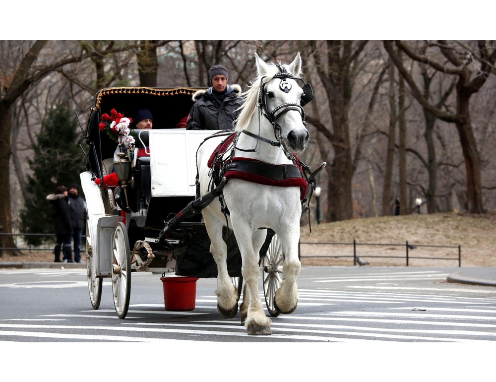 Sospese le passeggiate in carrozza a Central Park dopo la morte di un turista