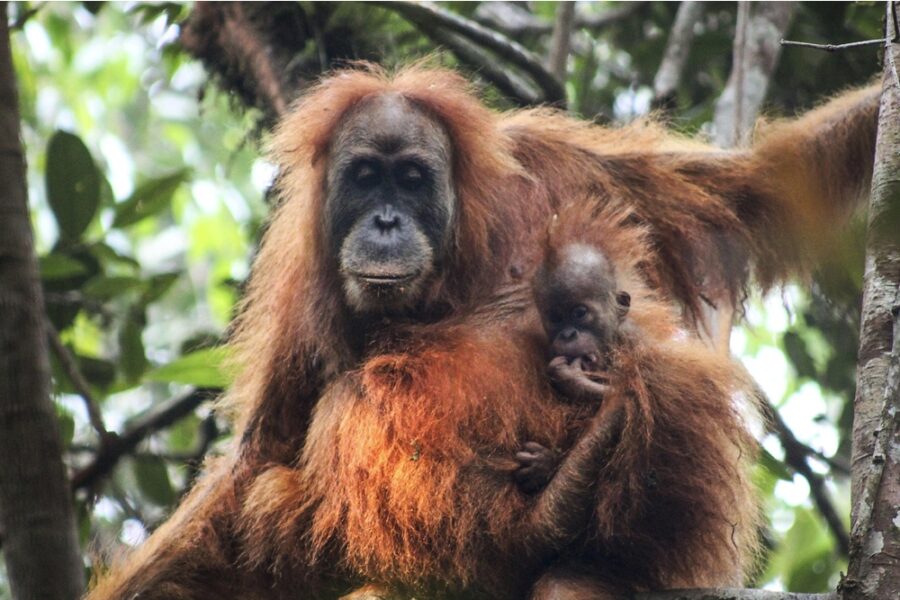 Lo rivela uno studio: 'La specie di Tapanuli a rischio estinzione'