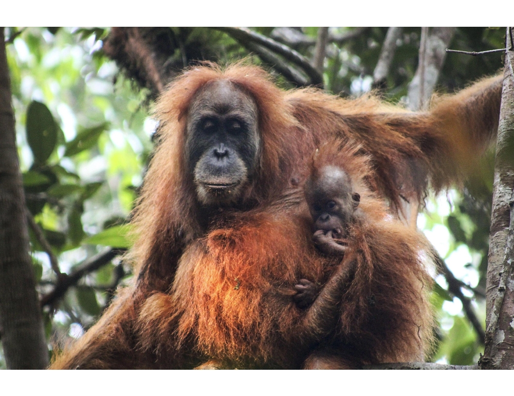 Sumatra, piogge torrenziali hanno ucciso almeno 58 degli oranghi più rari al mondo