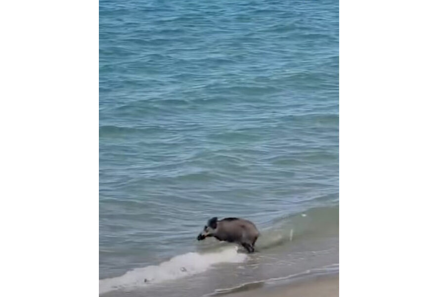 Il mammifero ha cercato refrigerio immergendosi nelle acque bandiera blu di Agropoli