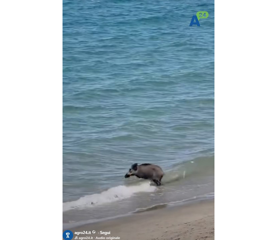 Tutti al mare nel Cilento, tra i bagnanti spunta anche un cinghiale