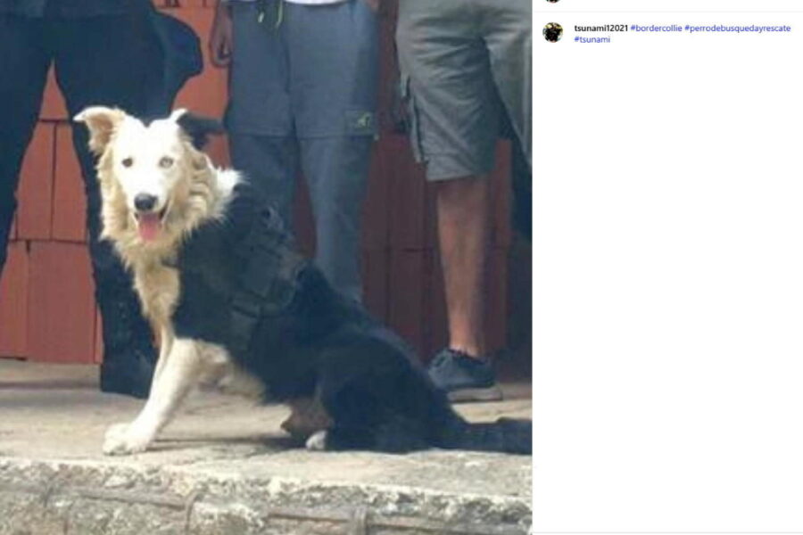 Il border collie è impegnato nelle ricerche dopo il terremoto che ha devastato il Paese